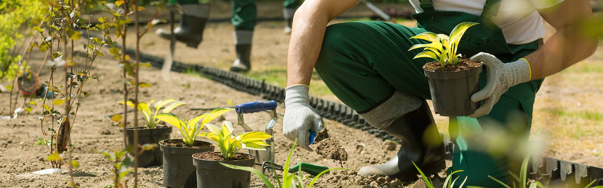 Mitarbeiter pflanzt Pflanzen in Erde ein